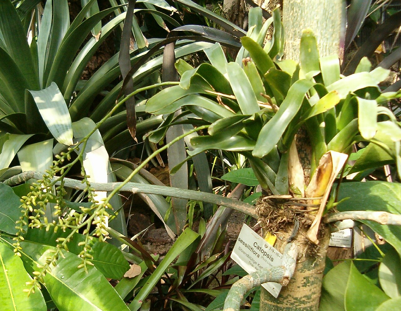 Catopsis sessiliflora