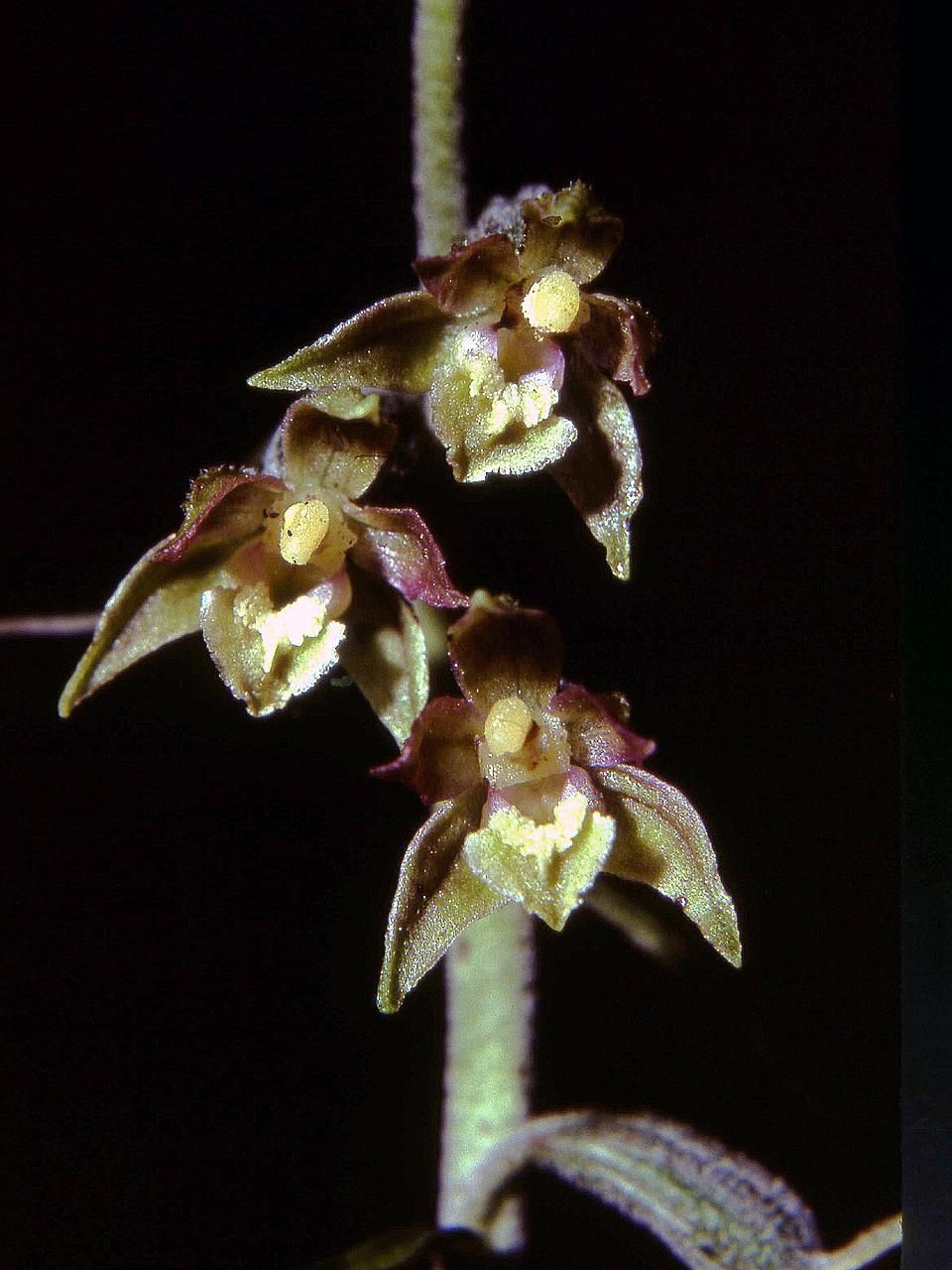 Epipactis microphylla