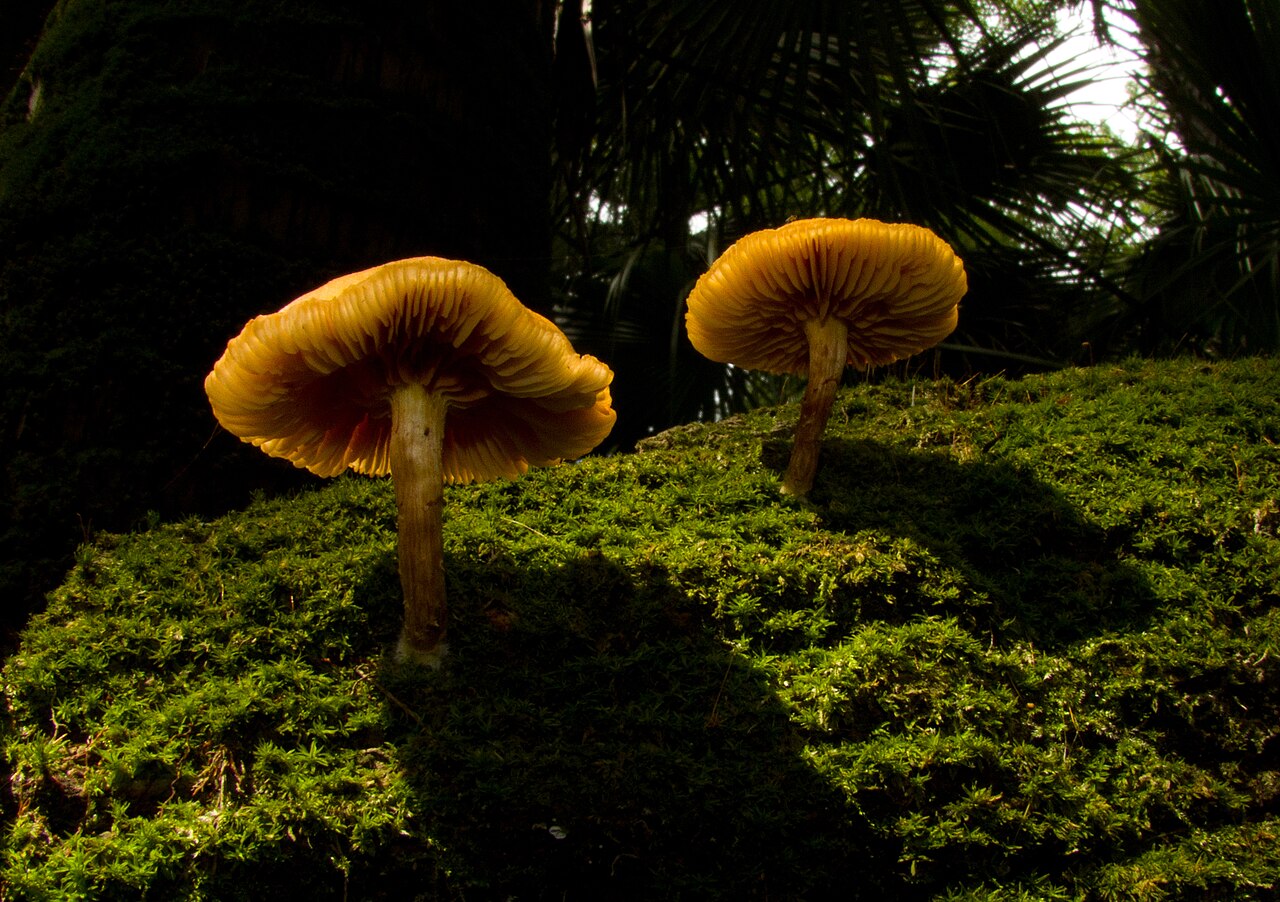 Gymnopilus palmicola