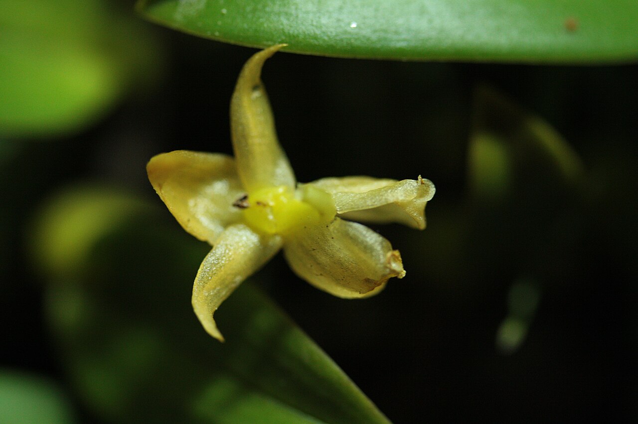 Bulbophyllum ecornutoides