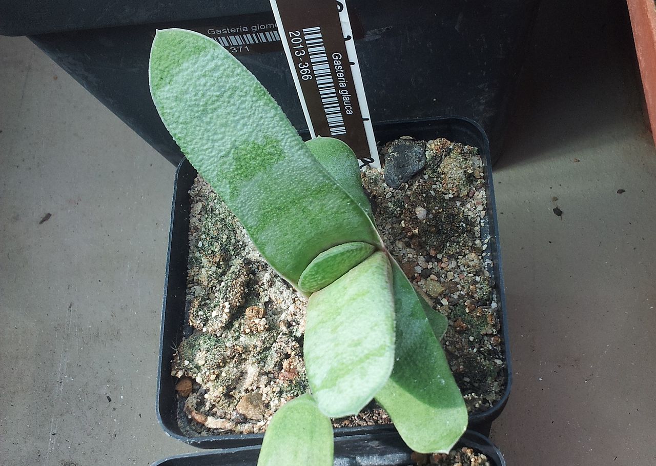 Gasteria glauca