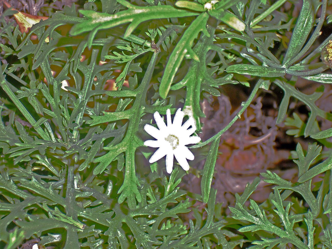Argyranthemum adauctum