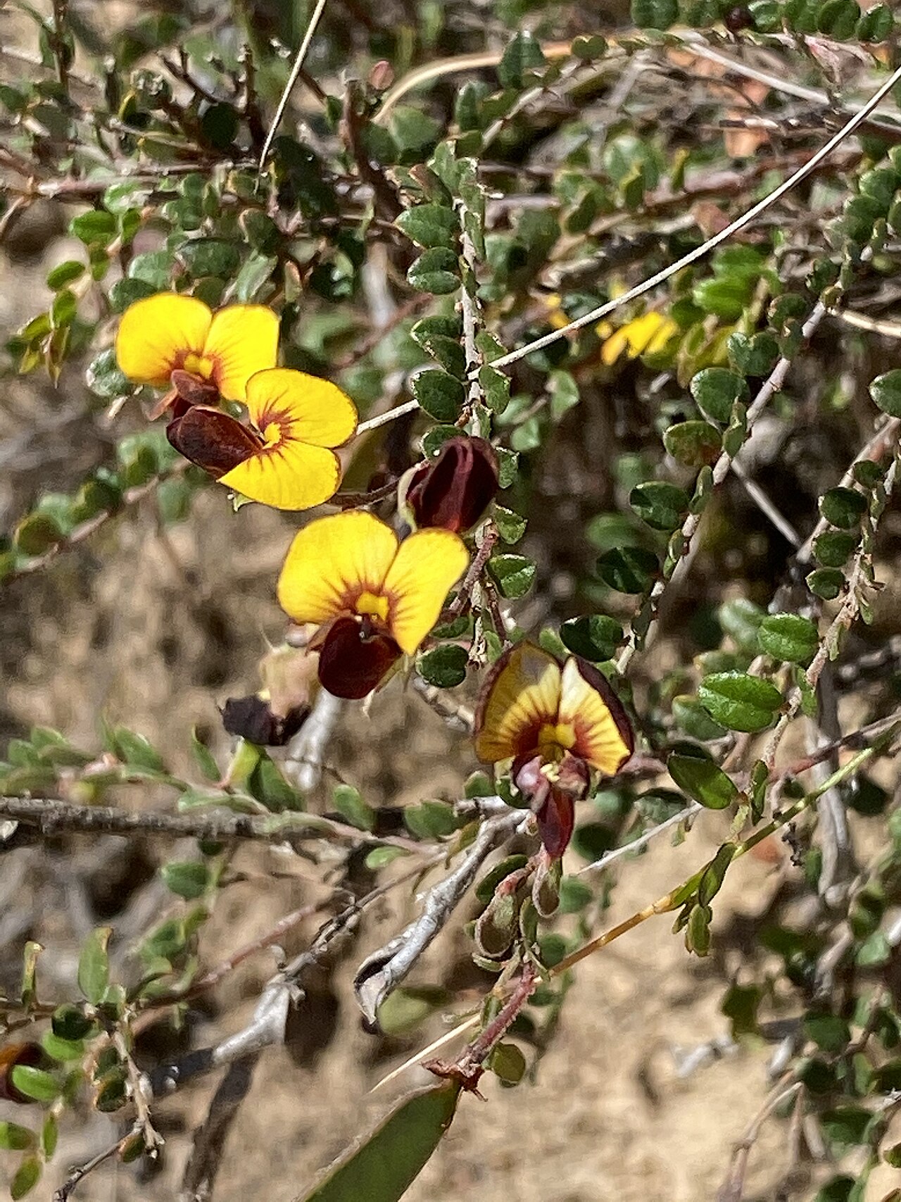 Creeping bossiaea