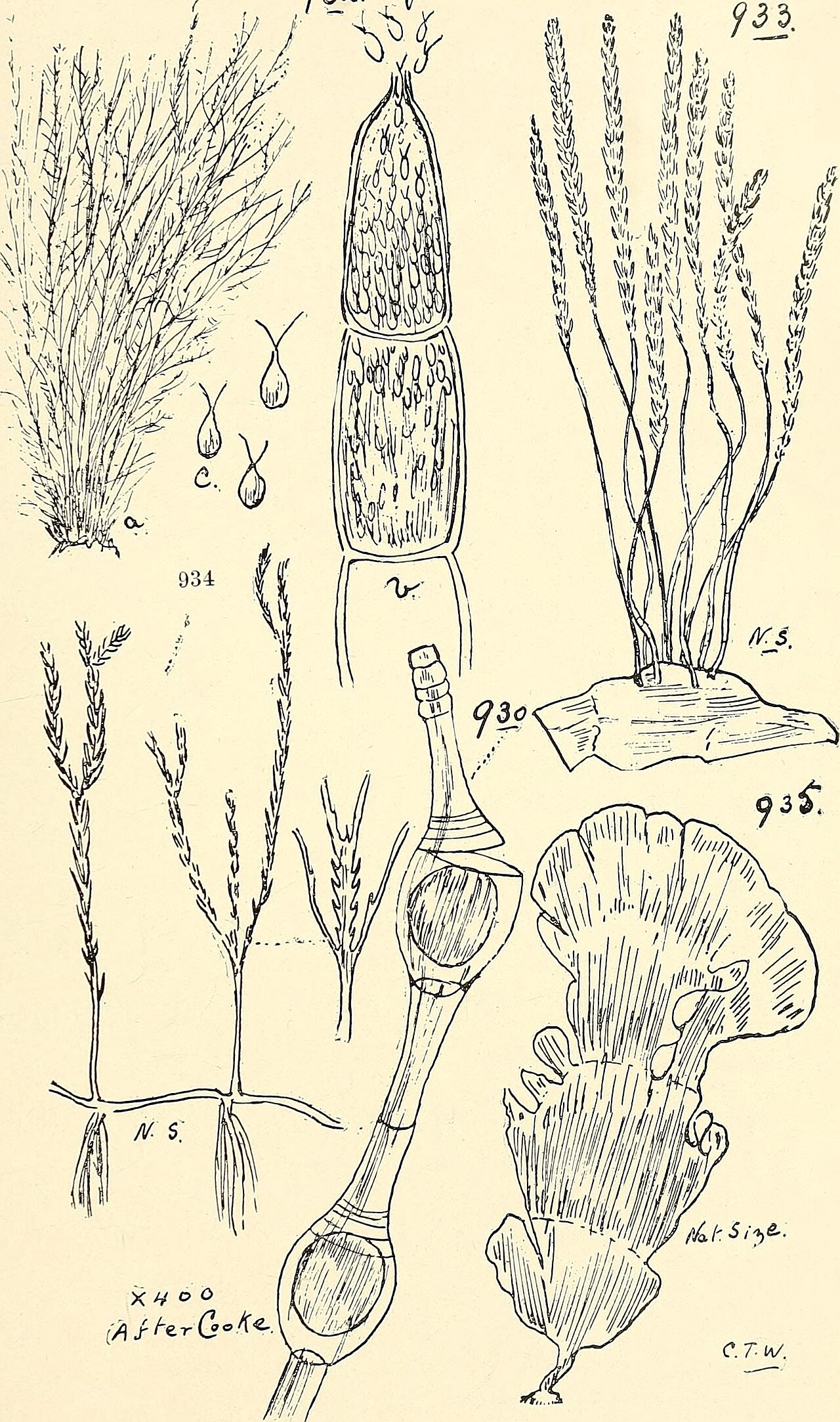 Caulerpa racemosa