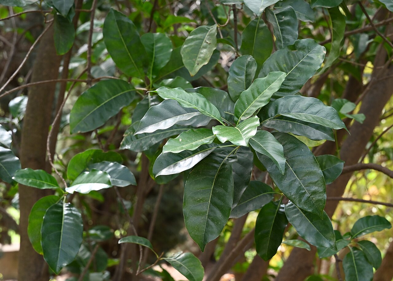 Olea paniculata