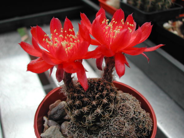 Echinopsis schieliana