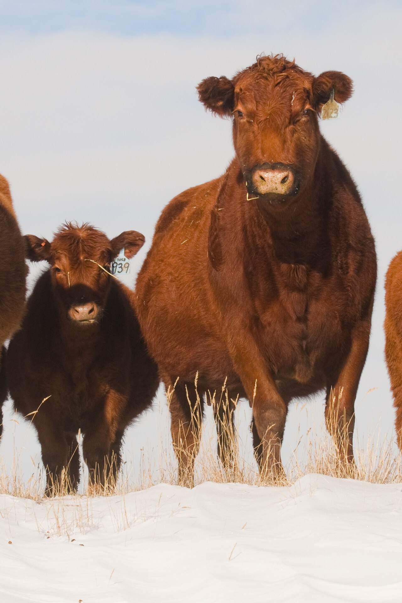 Red Angus