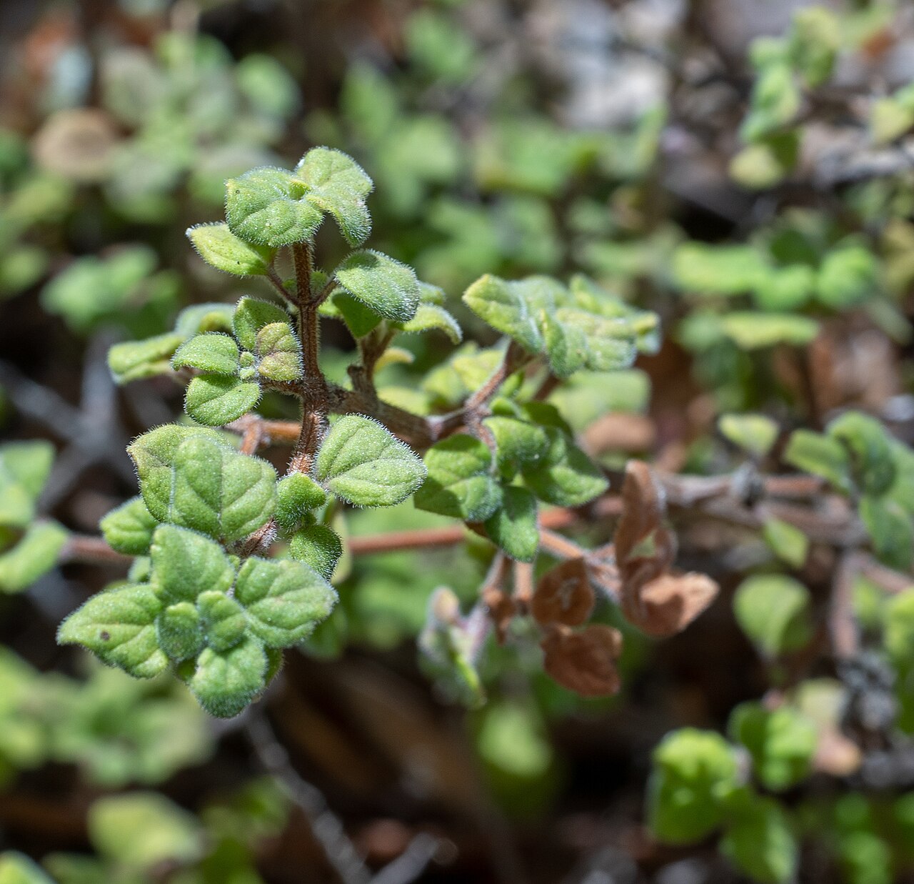 Clinopodium chandleri