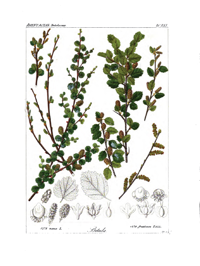 Dwarf bog birch