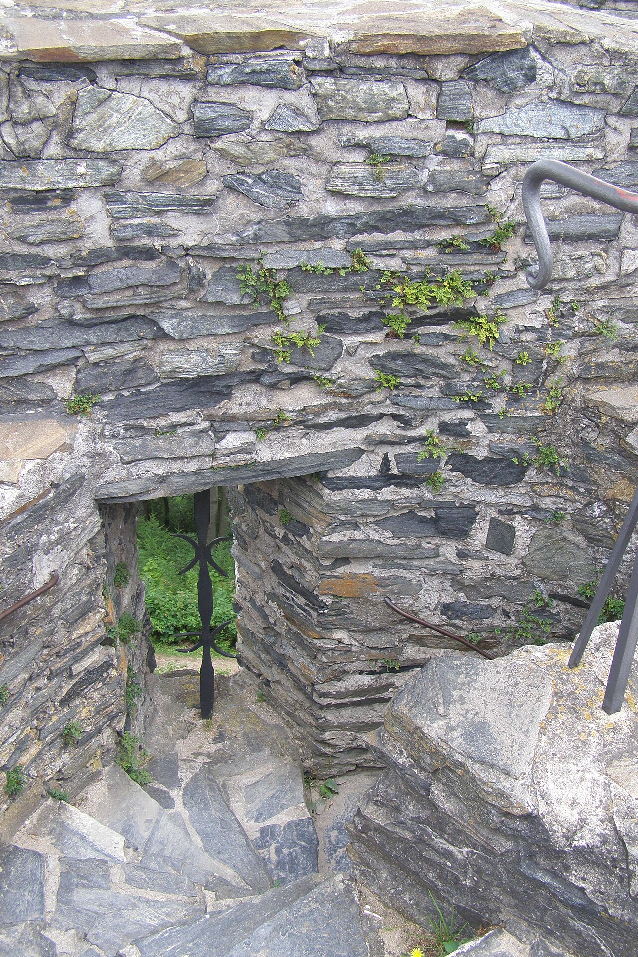 Asplenium ruta-muraria