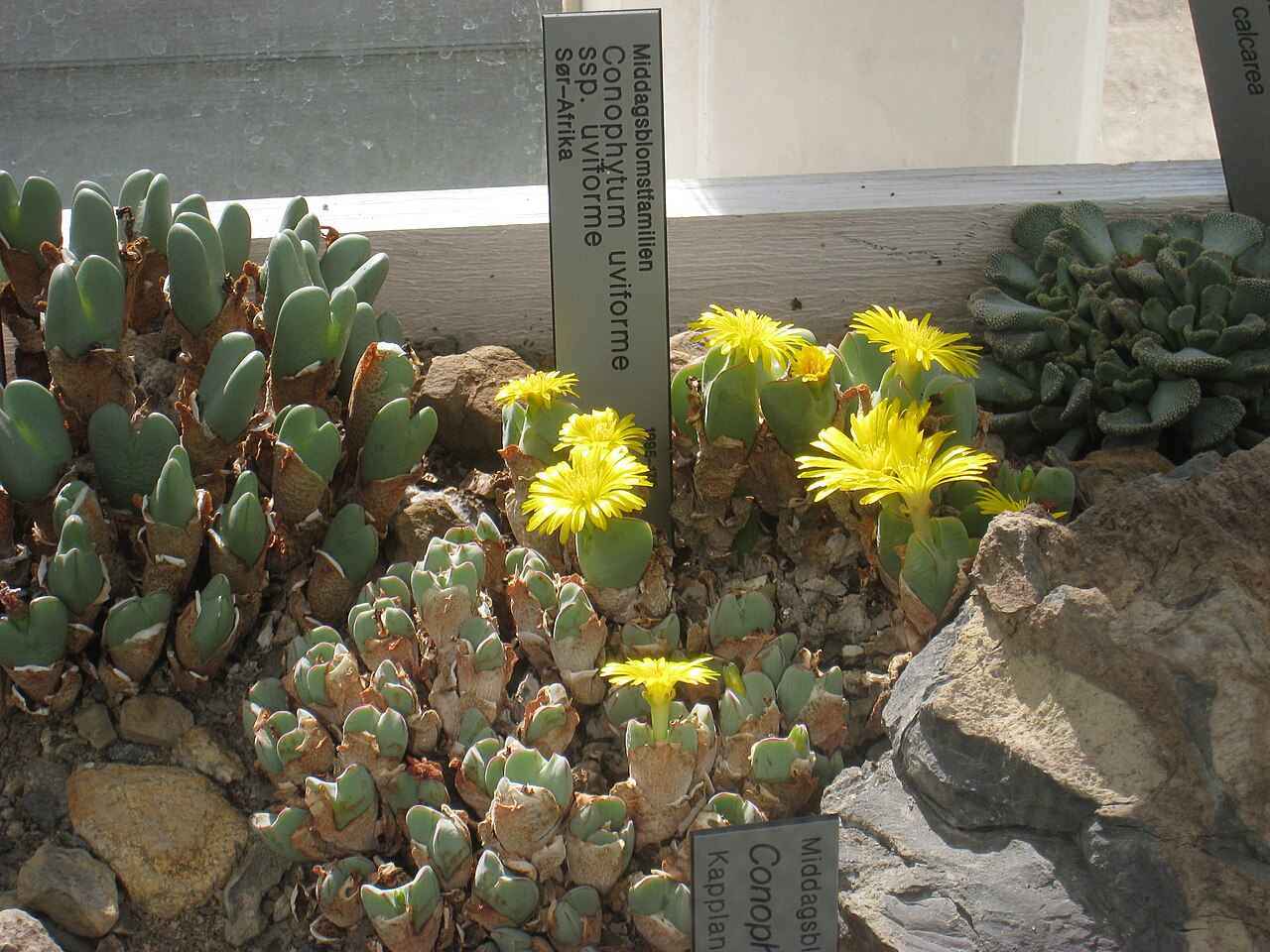 Conophytum uviforme