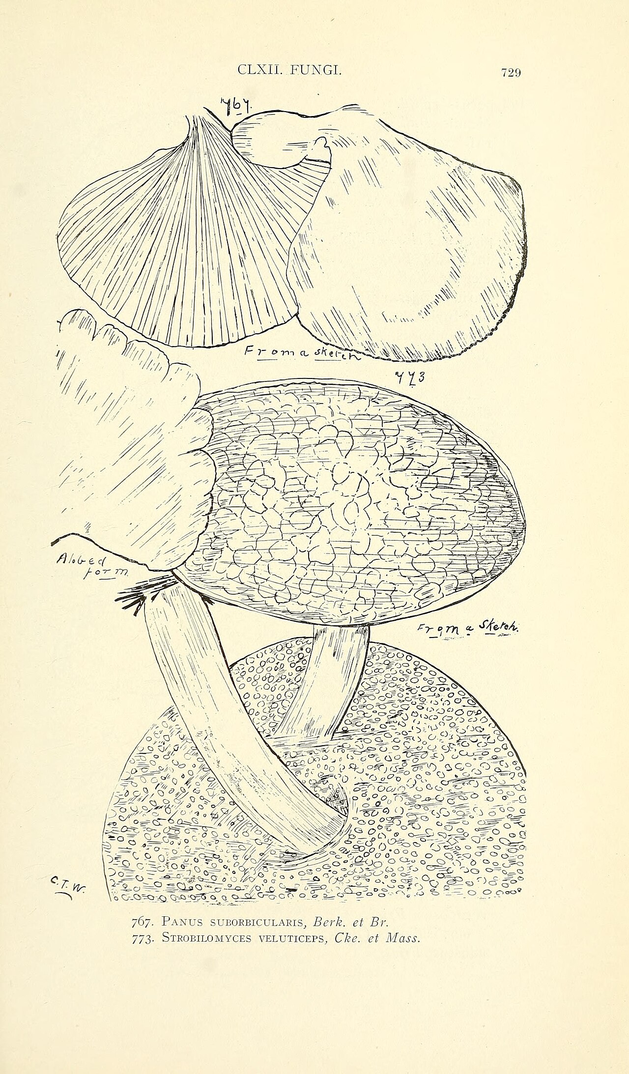 Boletus aestivalis