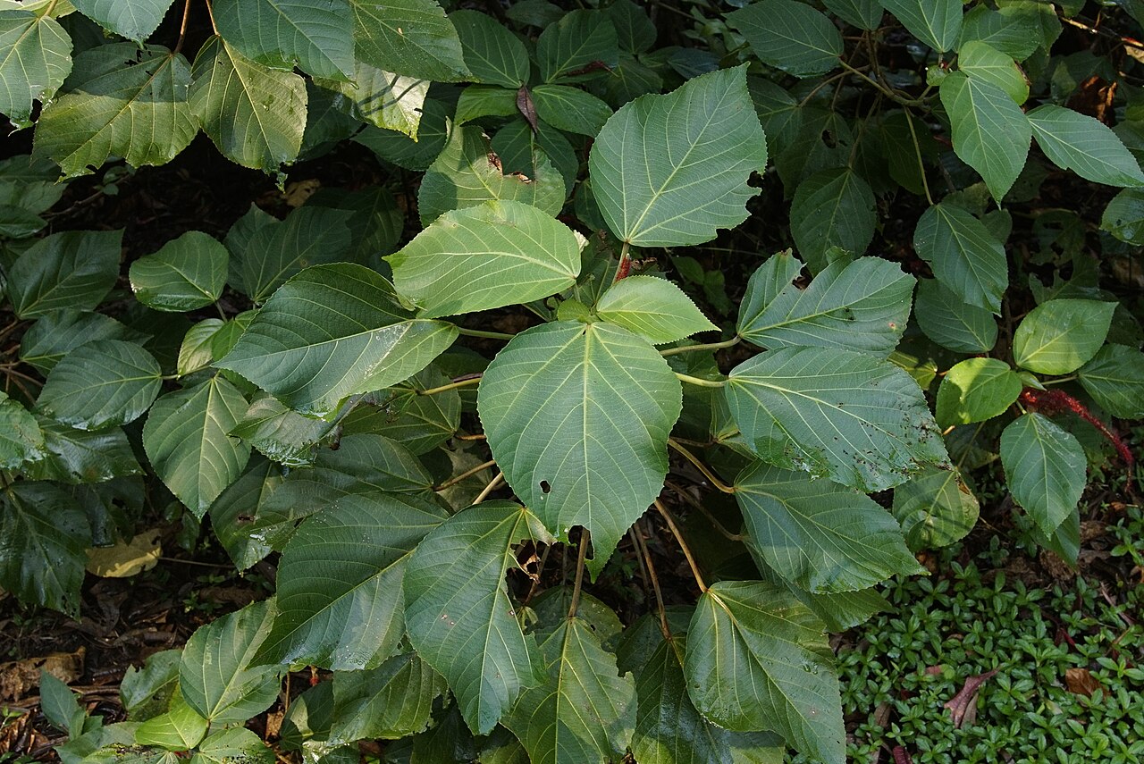 Acalypha hispida