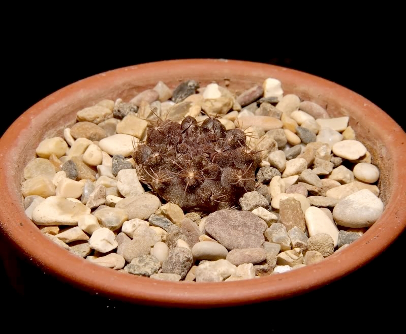 Eriosyce occulta