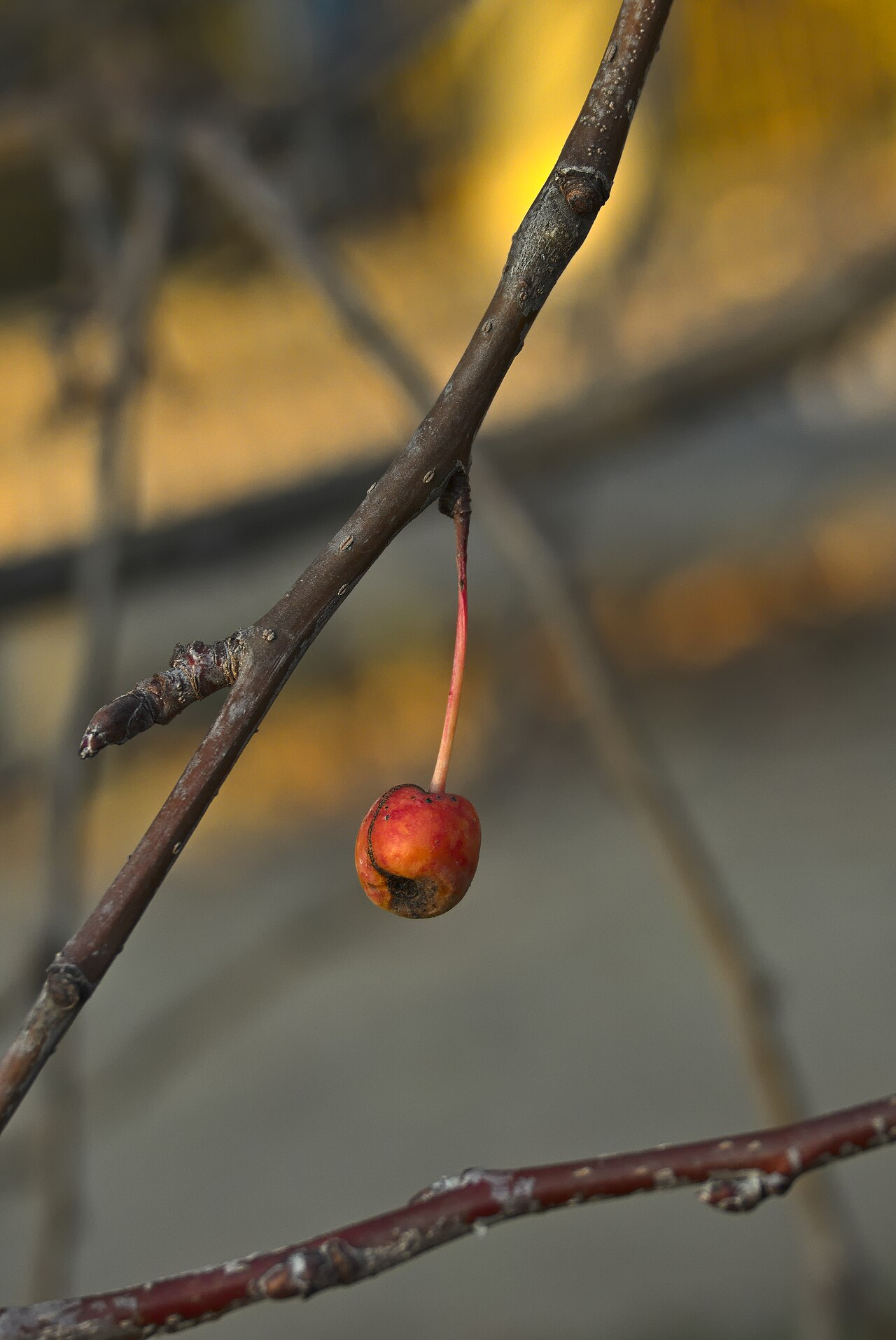 Malus baccata