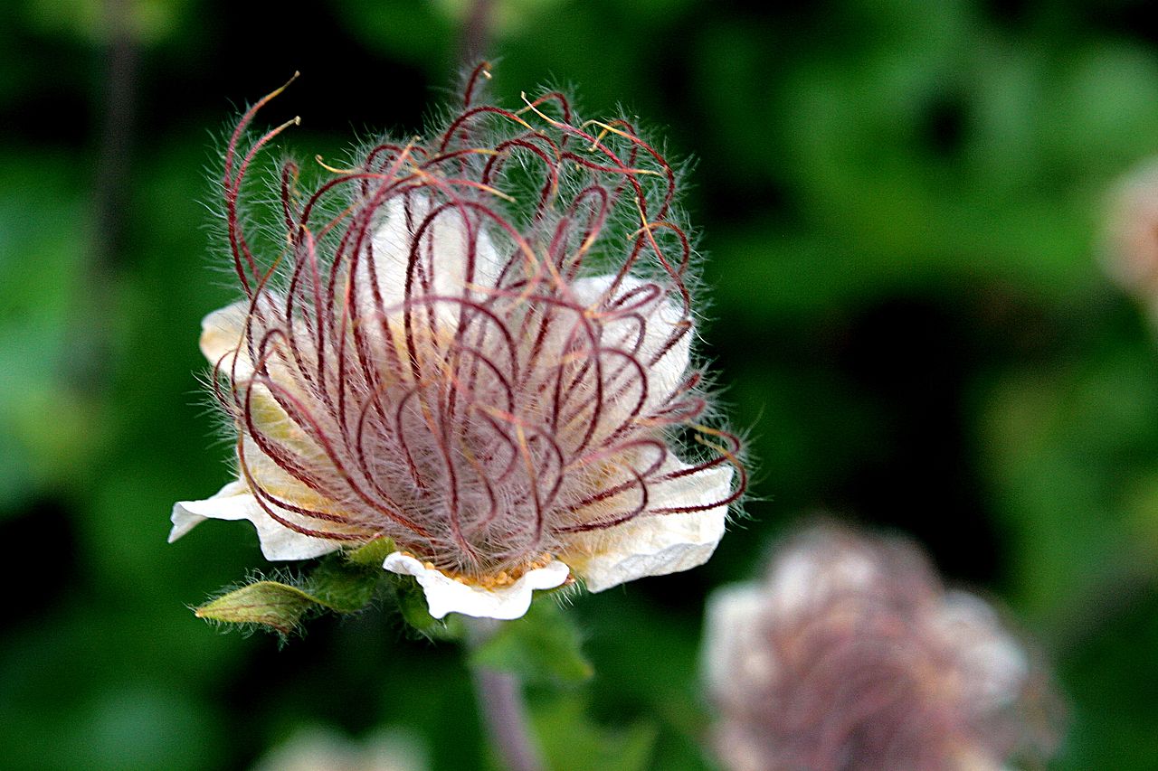 Geum reptans