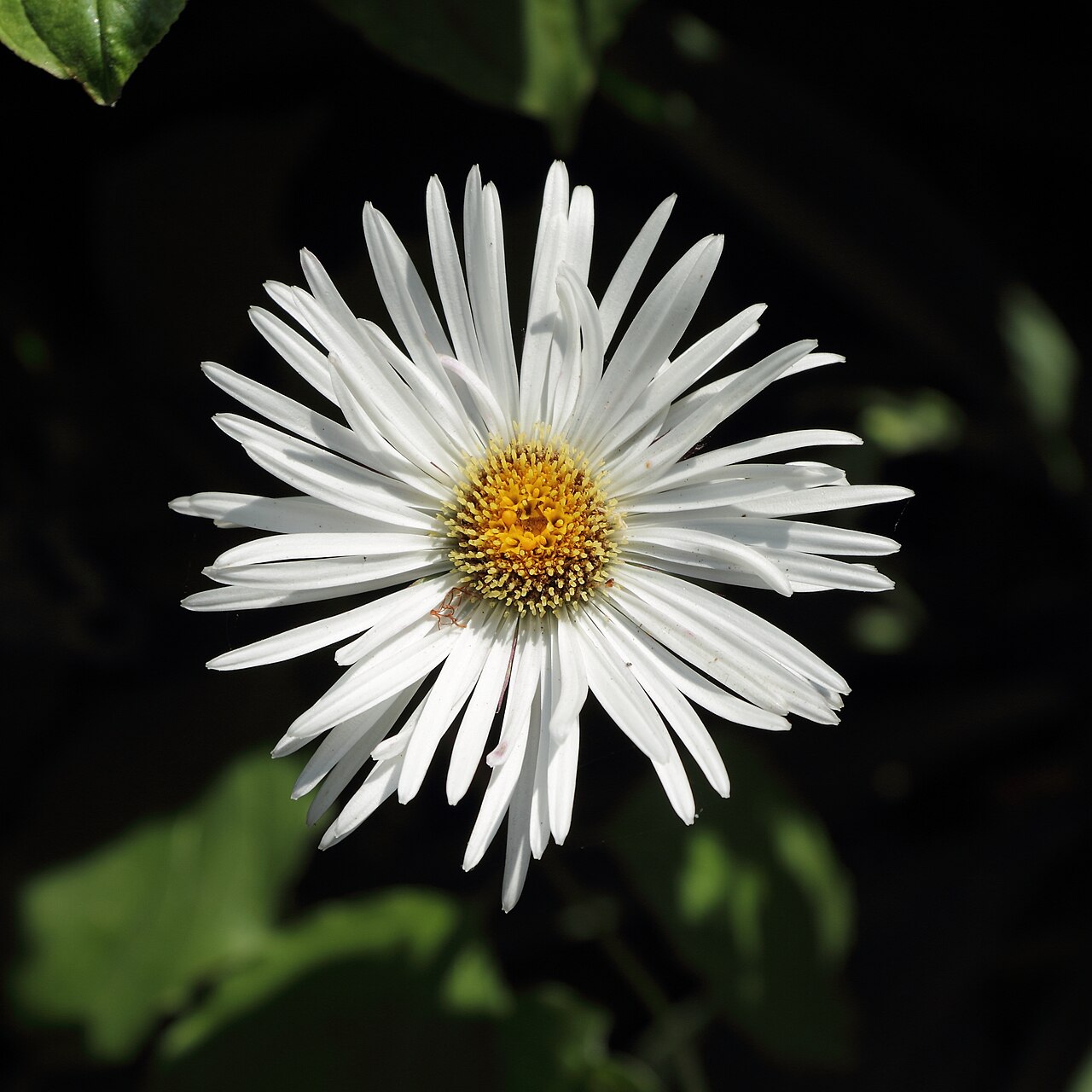 Celmisia mackaui