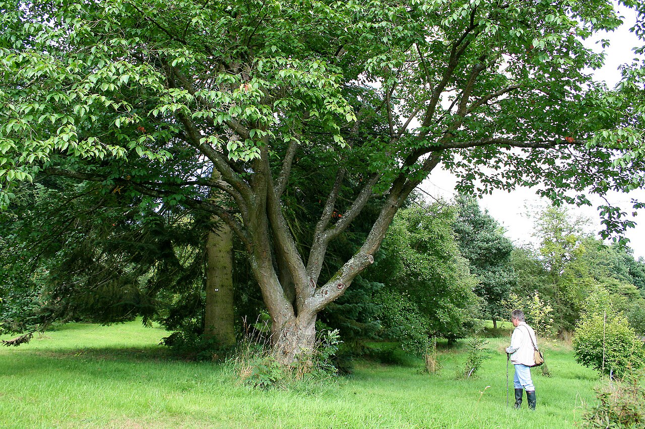 Sargent's cherry or North Japanese hill