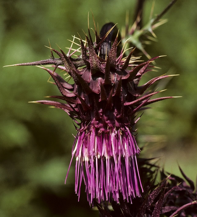 Cirsium vinaceum
