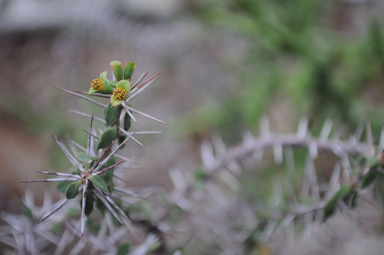 Euphorbia beharensis