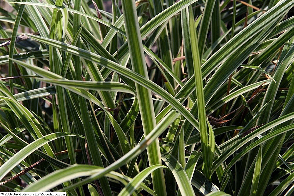 Carex morrowii