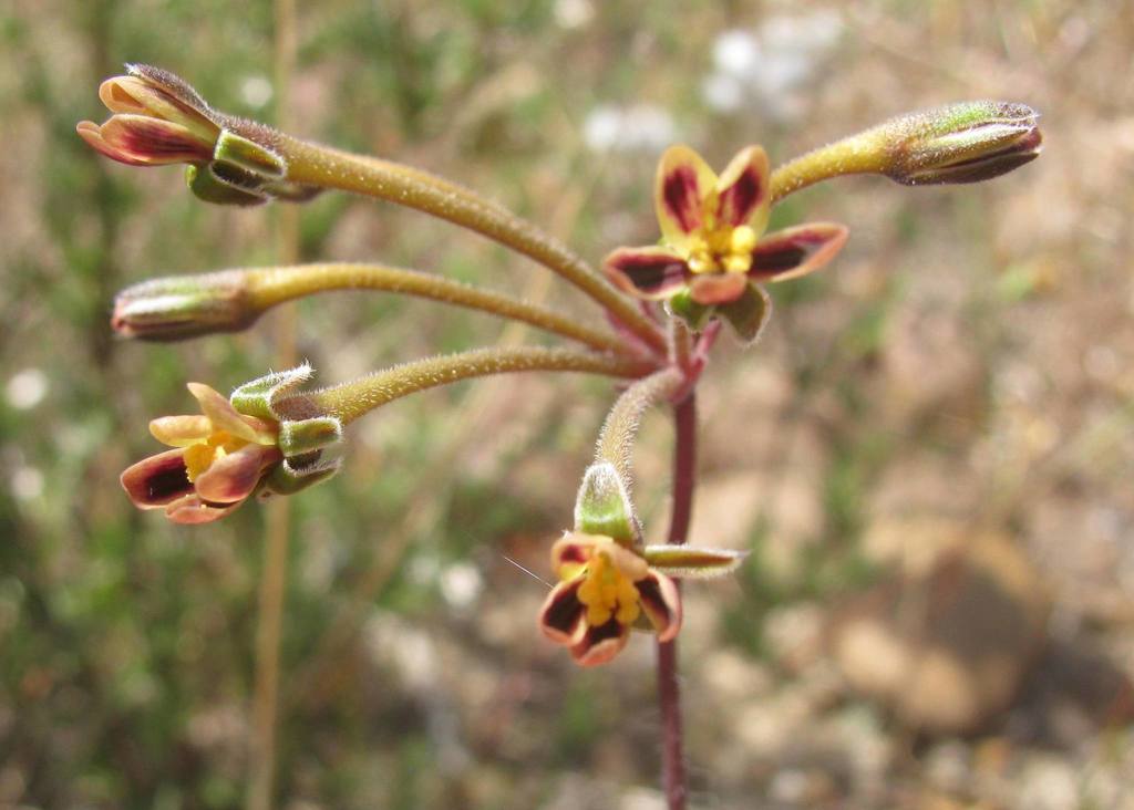 Pelargonium anethifolium