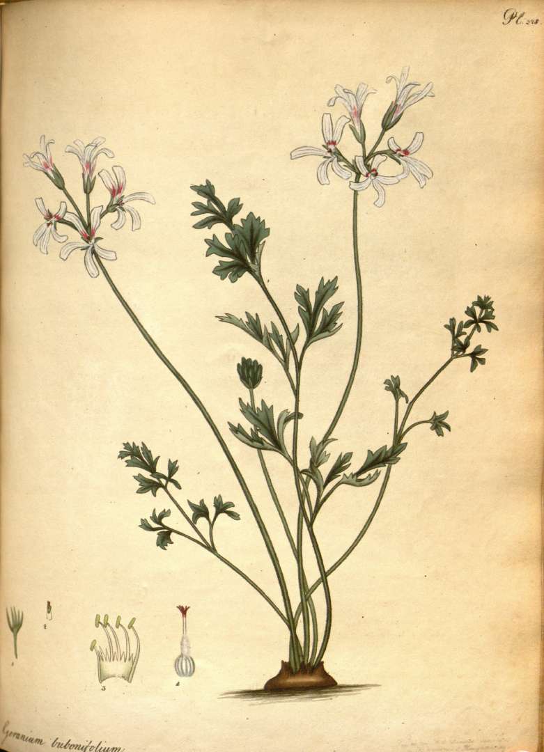 Pelargonium bubonifolium