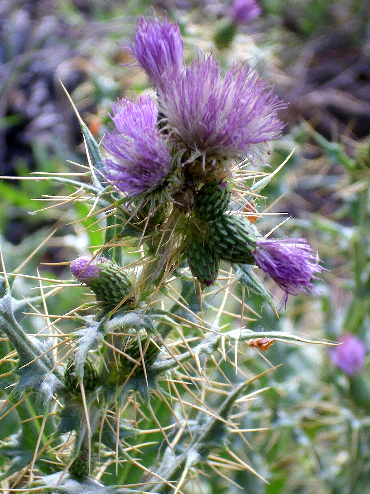 Cirsium pyrenaicum