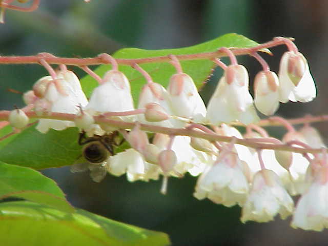 Lily-of-the-valley-tree