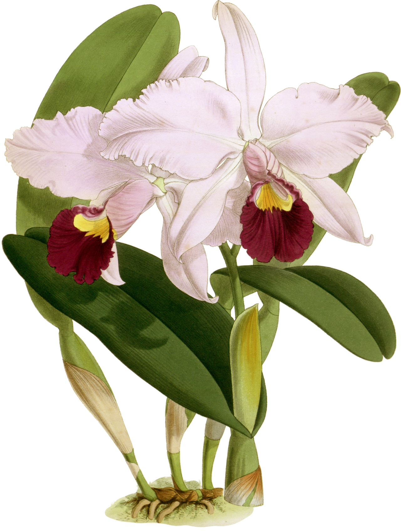Flor de Mayo or "Christmas orchid"