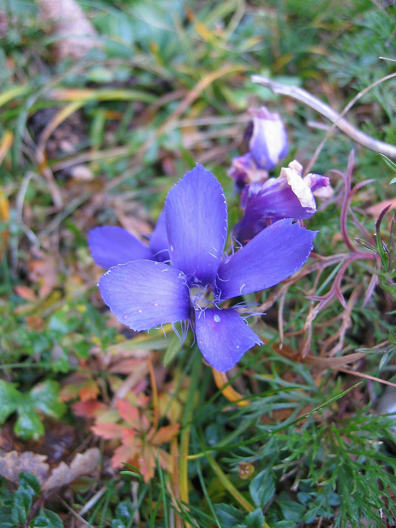 Gentianopsis ciliata