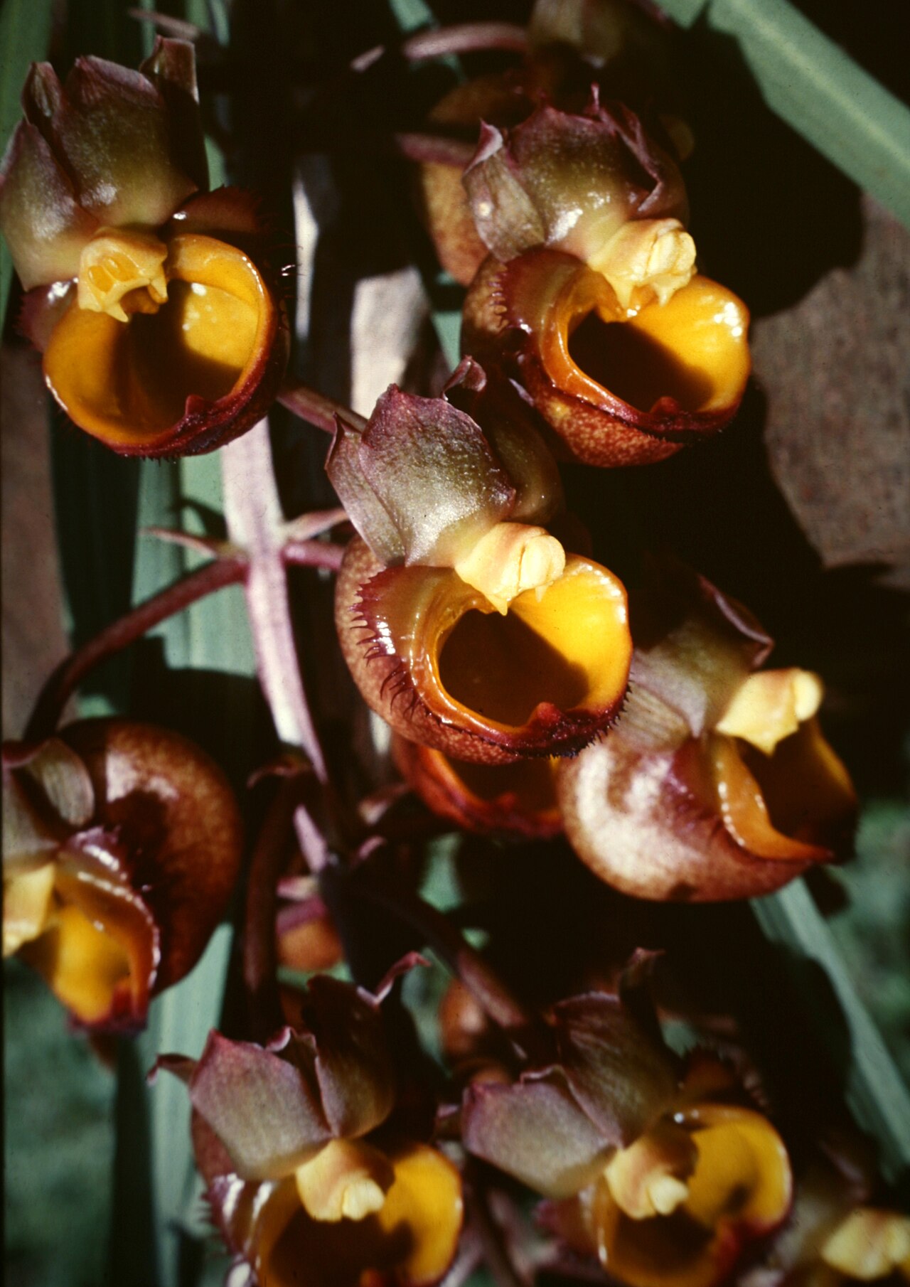 Catasetum longifolium