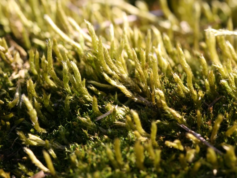 Brachythecium salebrosum