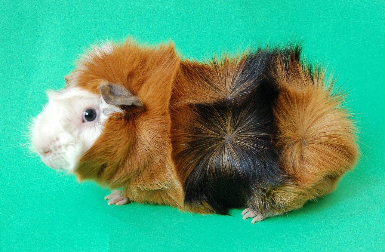 Abyssinian cavies