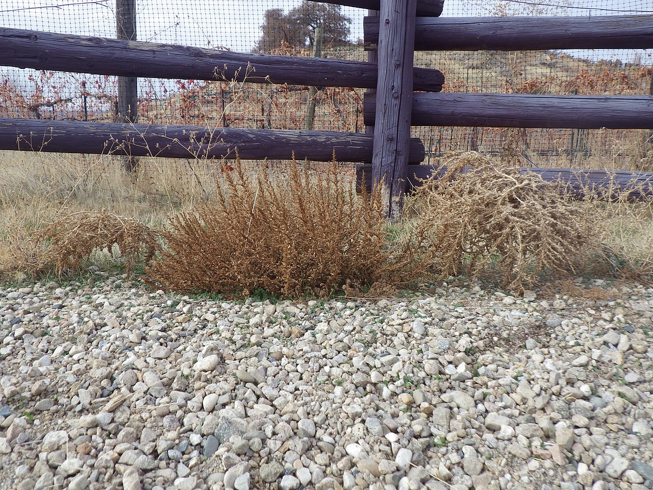 Amaranthus albus