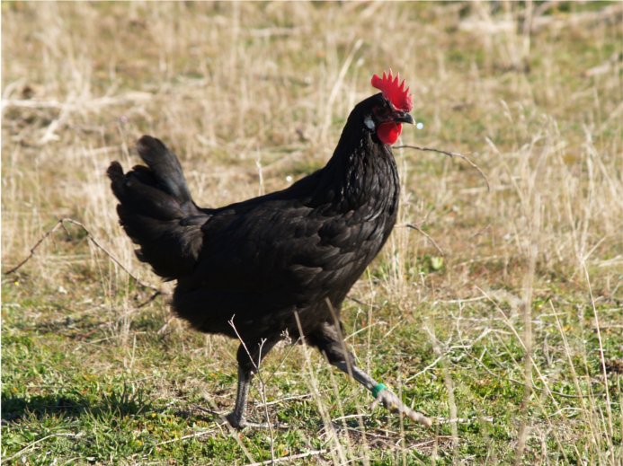 Black Castilian Hen