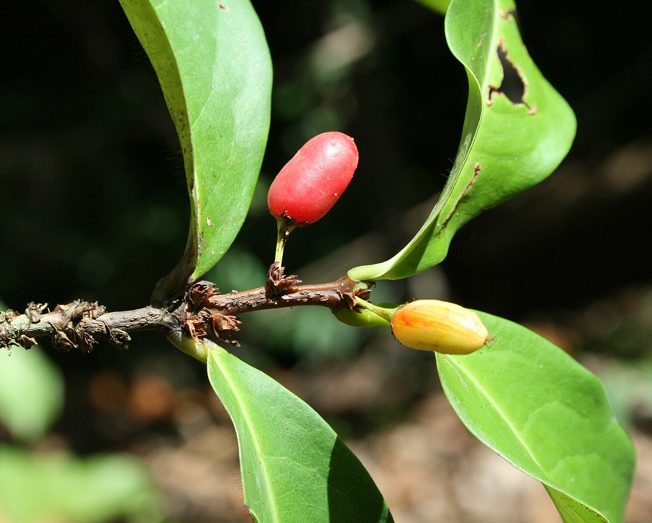 Erythroxylum kapplerianum