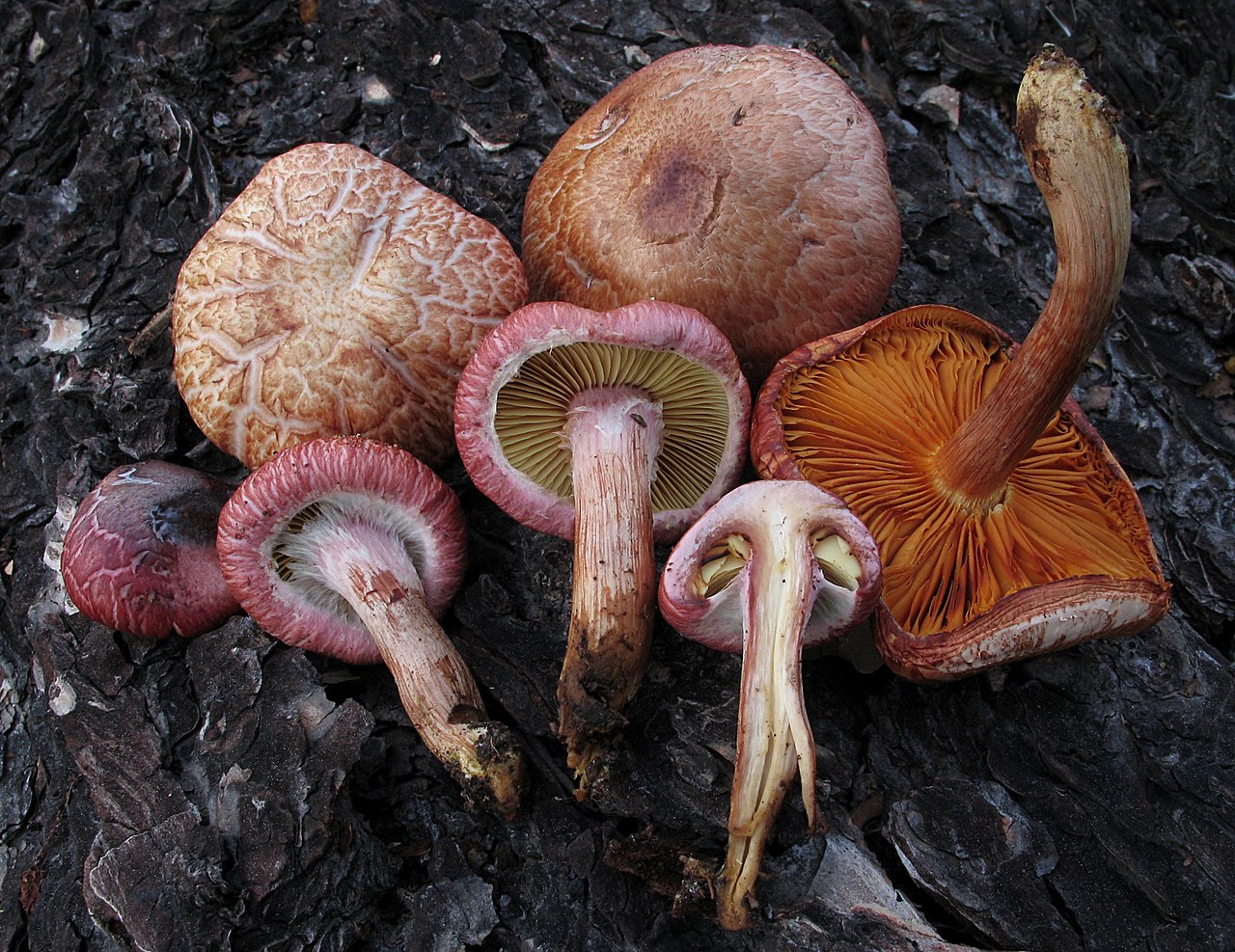 Gymnopilus thiersii