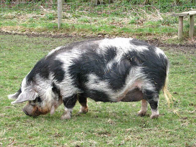 Kunekune