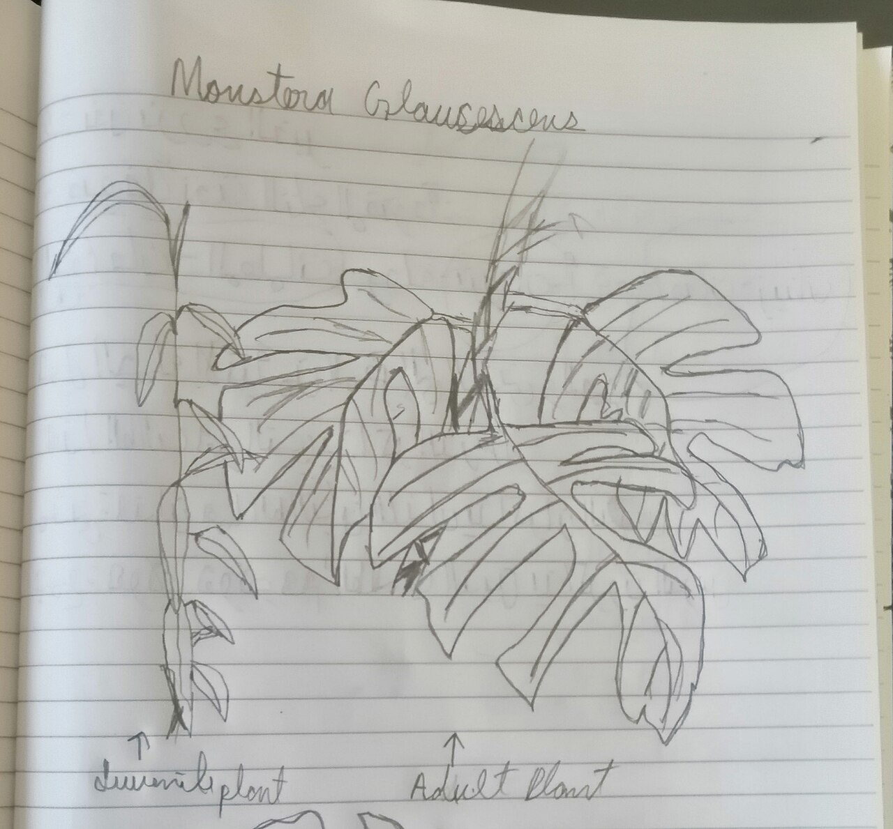 Monstera glaucescens