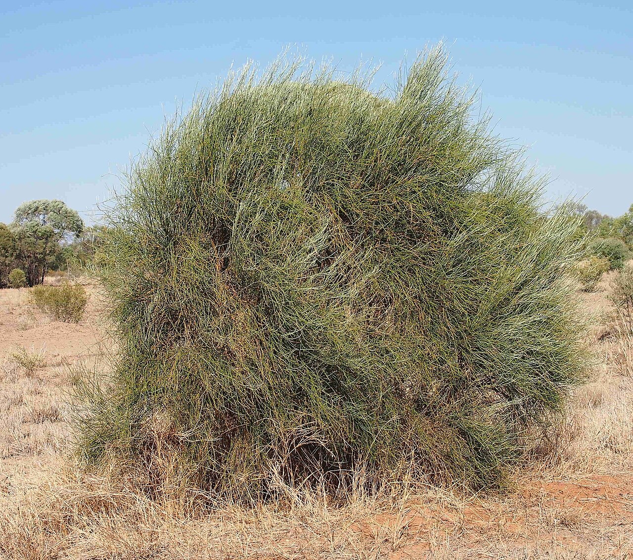 Apophyllum