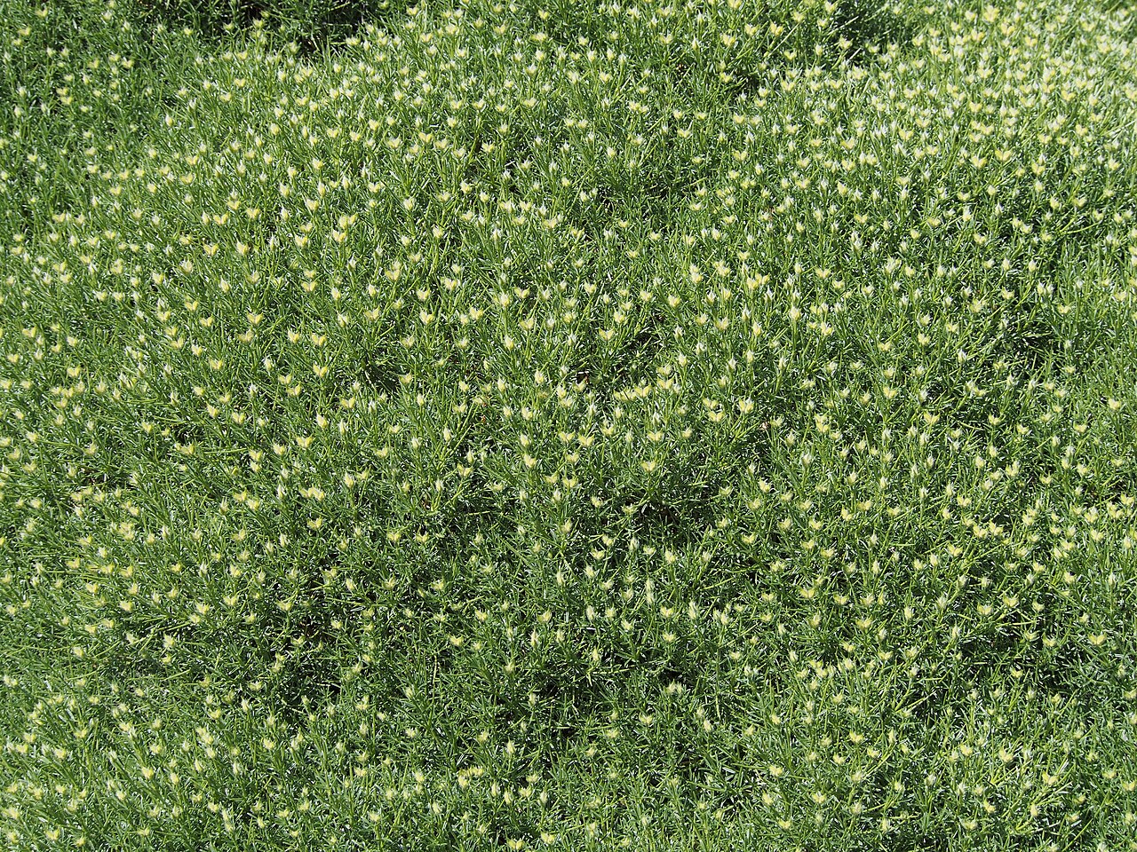 Echinospartum horridum