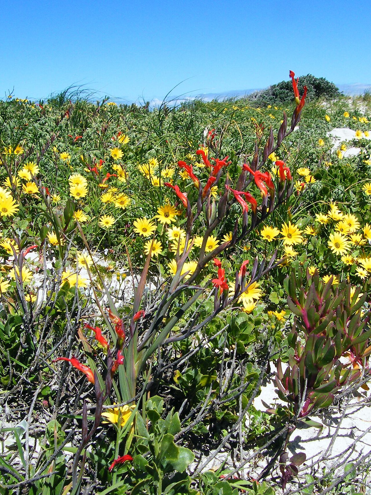 Gladiolus cunonius