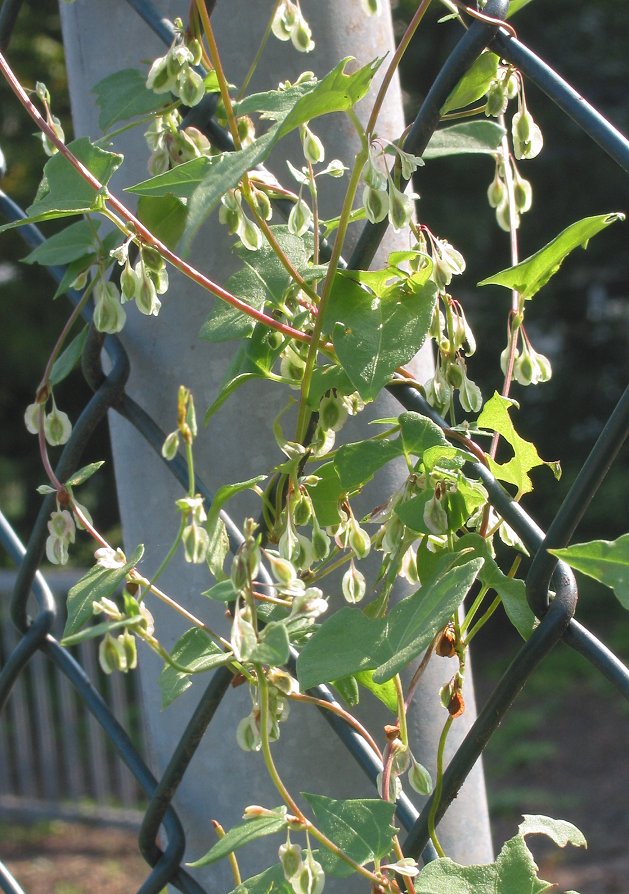 Fallopia dumetorum