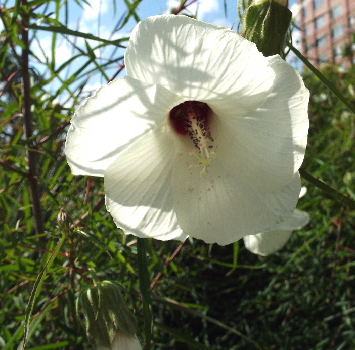Hibiscus dasycalyx