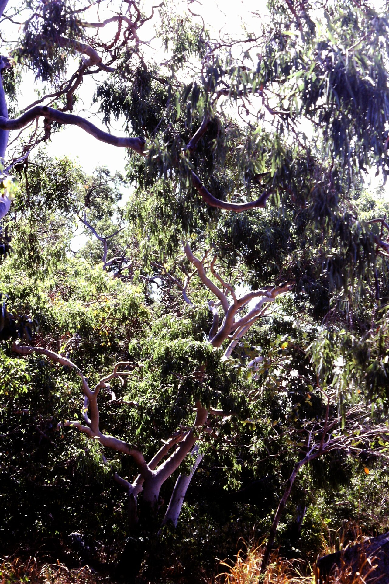 Corymbia tessellaris