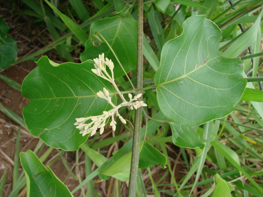 Fridericia florida