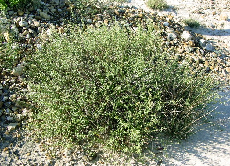 Frankenia johnstonii