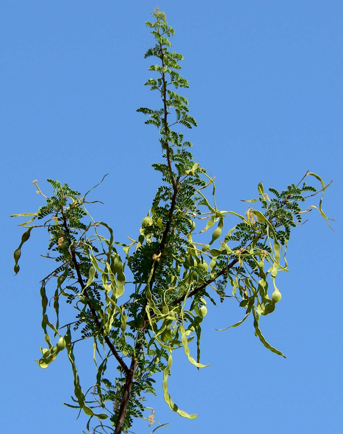 Senegalia greggii