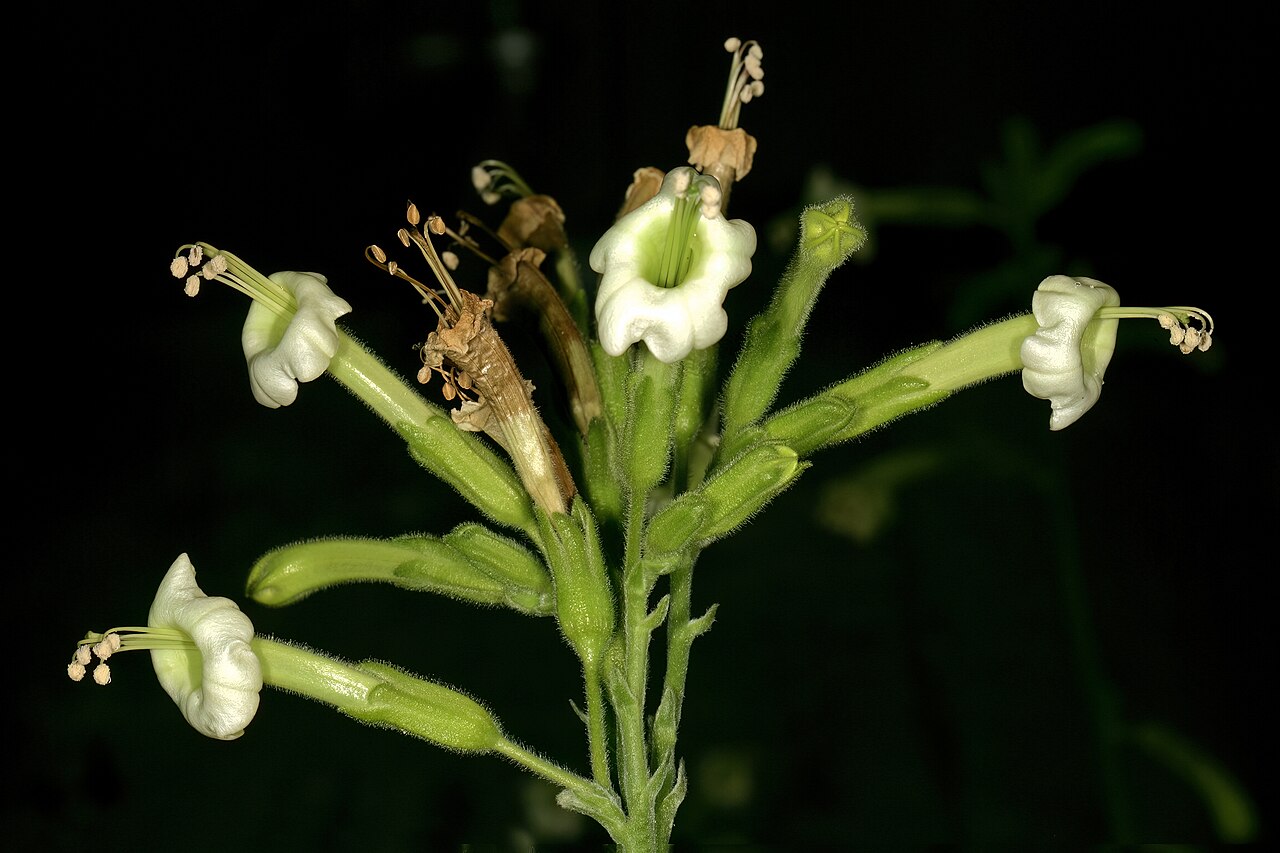 Nicotiana africana